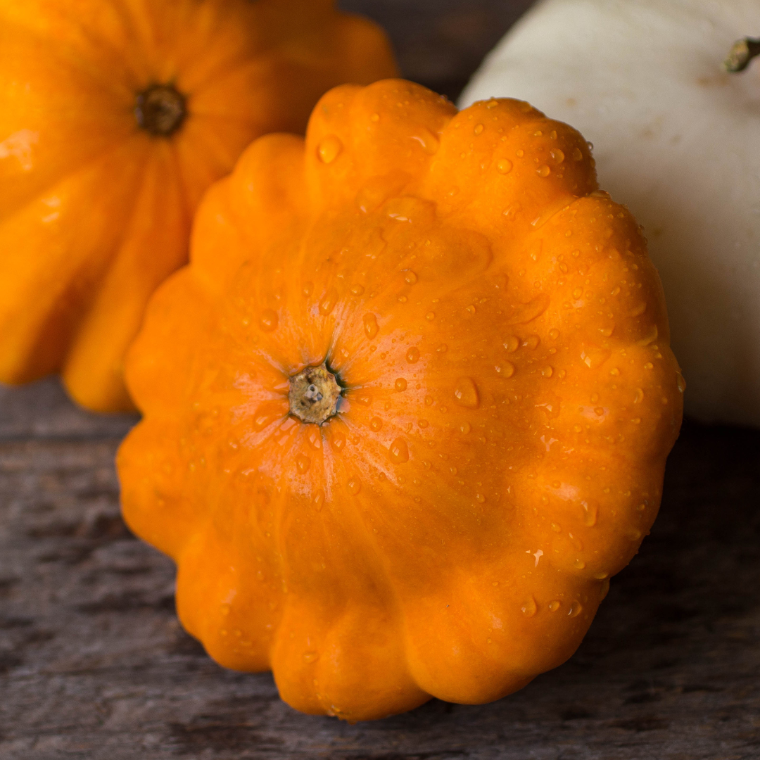 Squash - Patisson Orange - Tefatspumpa
