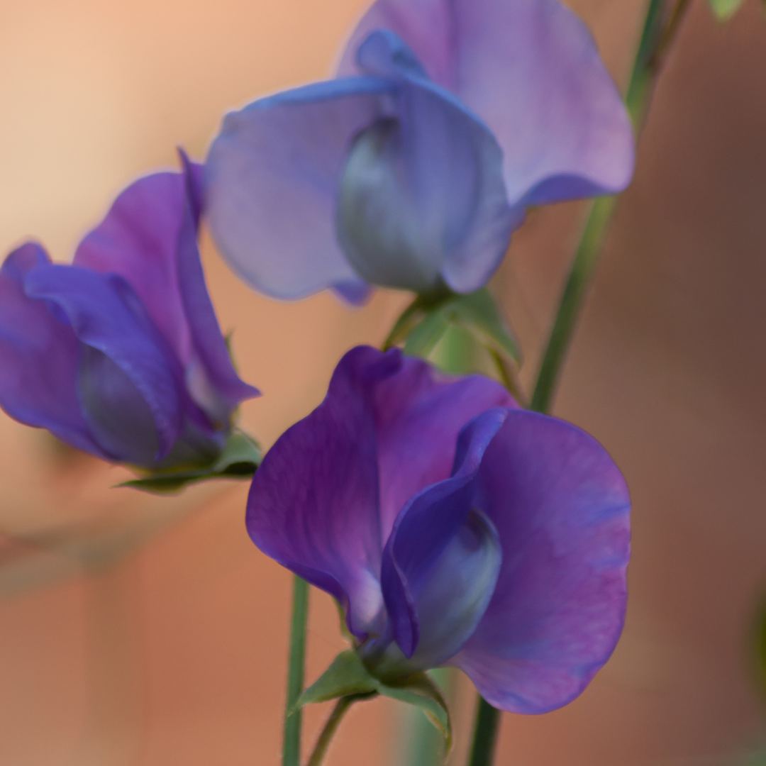 Luktärt - Spencer Flagship