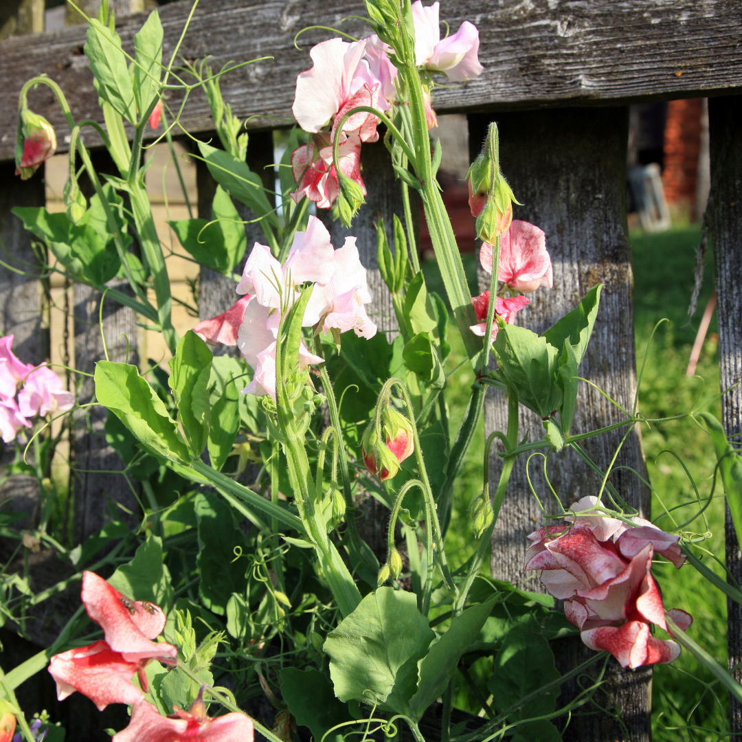 Luktärt - Old Spice America