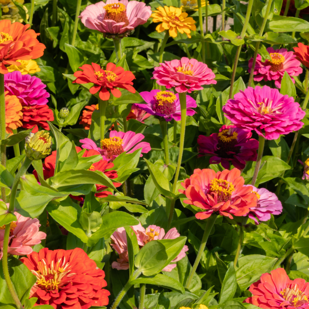 Zinnia - California Giant Mix