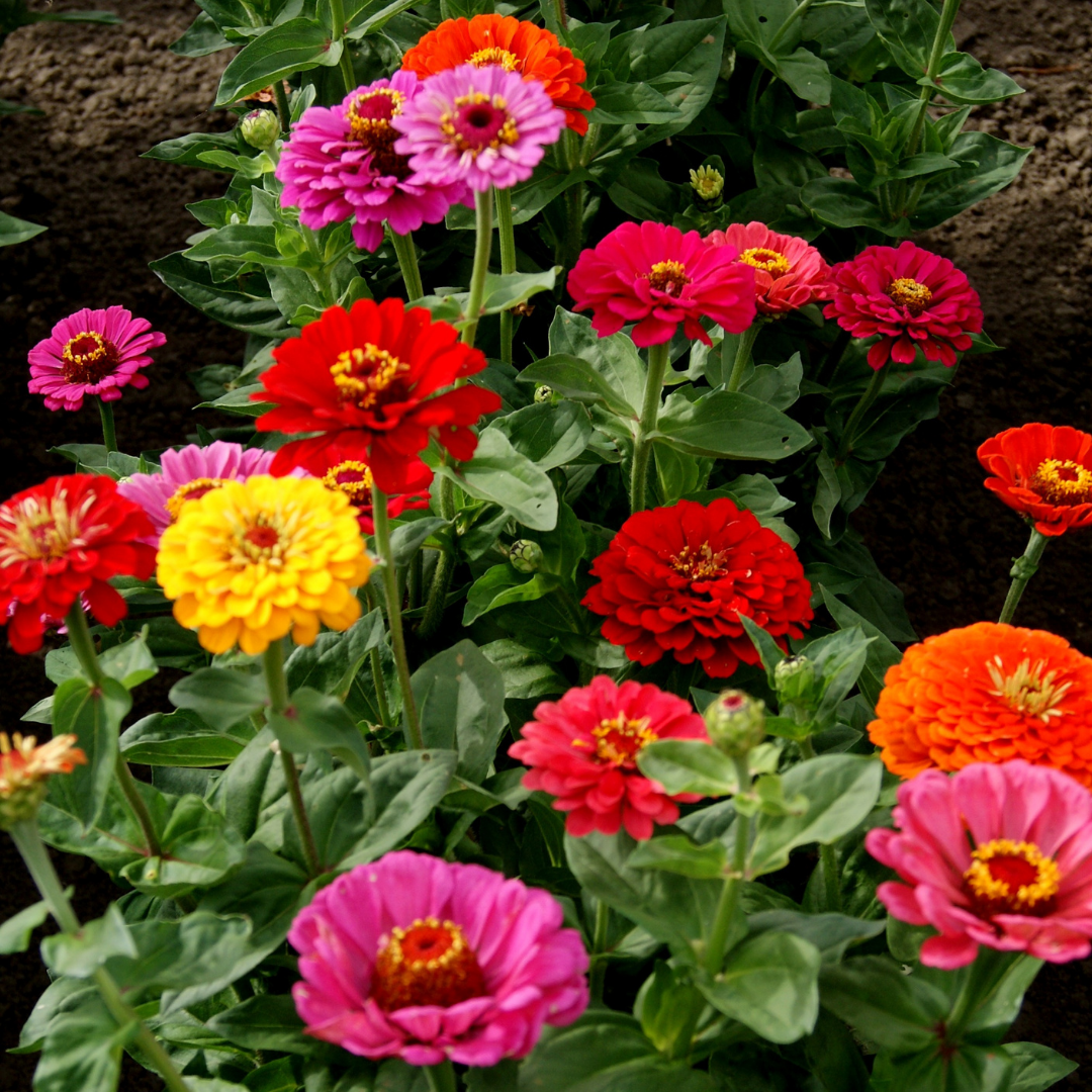 Zinnia - California Giant Mix