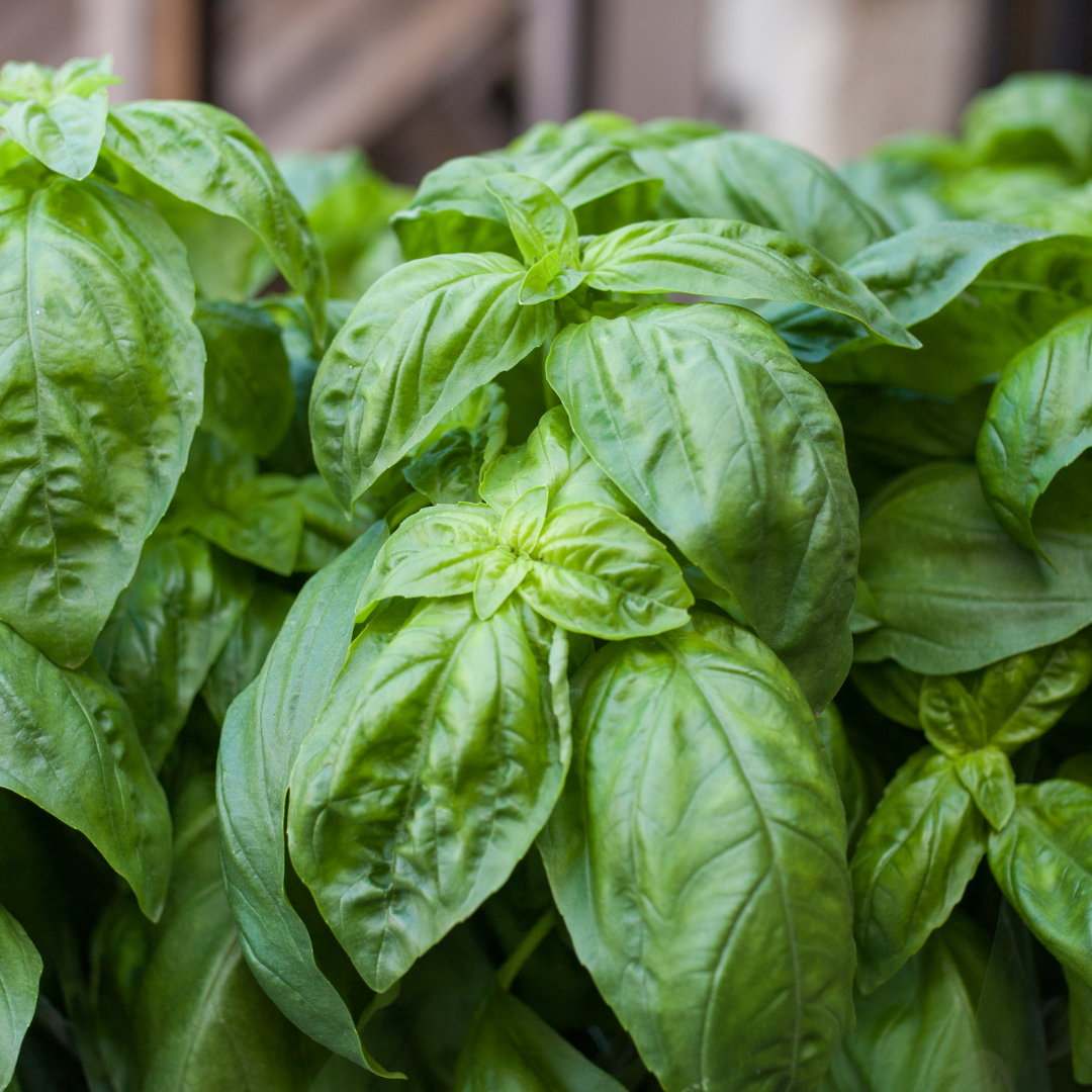 Ekologisk Basilika - Large Leaf