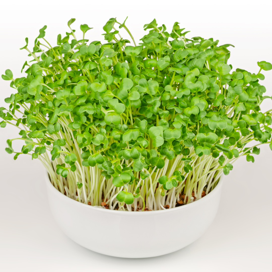 Ekologisk Microgreen - Rädisa - Daikon