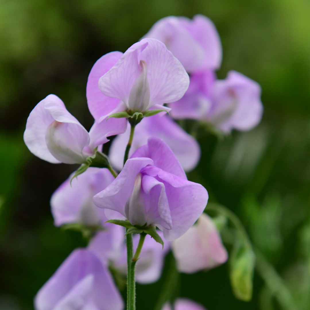 Dvärgluktärt - Cupid Lavender