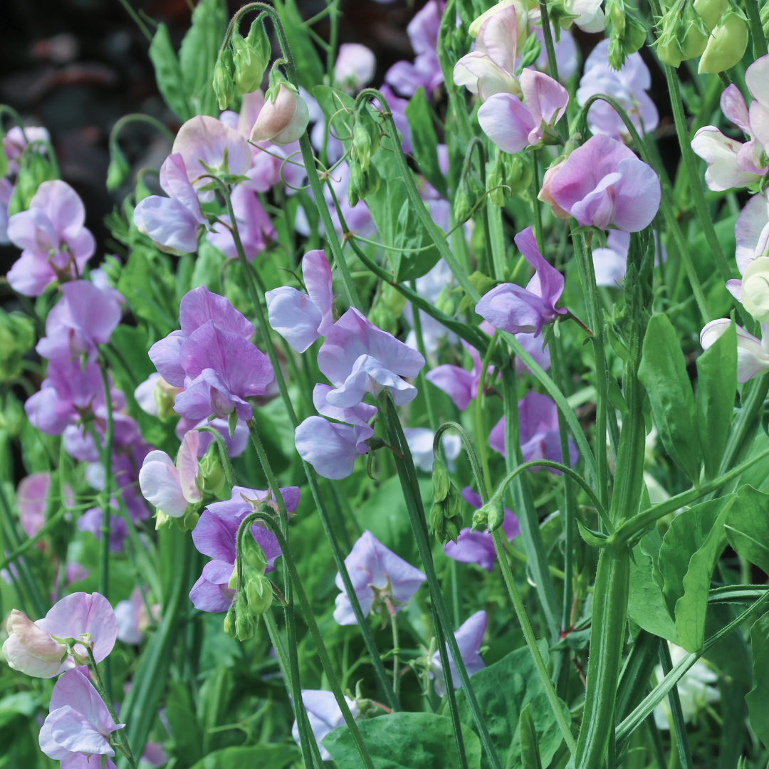 Dvärgluktärt - Cupid Lavender