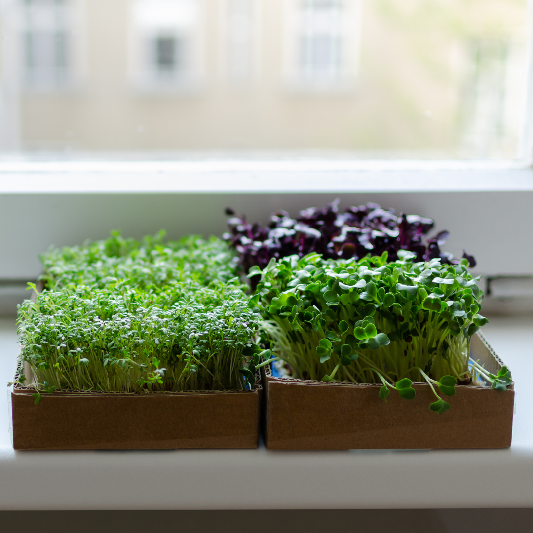 Groddar, skott och microgreens - en guide till smakrika och näringsrika tillbehör - 7