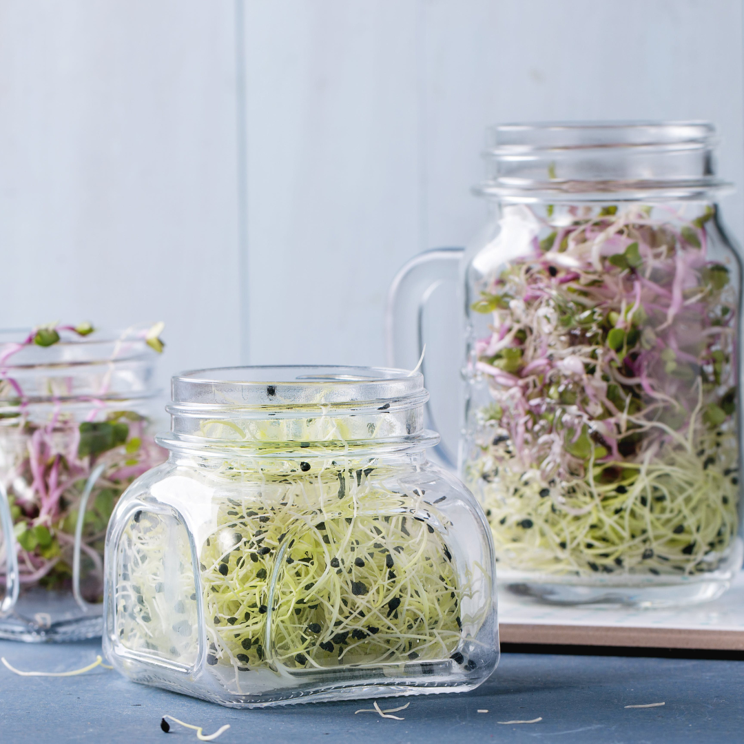 Groddar, skott och microgreens - en guide till smakrika och näringsrika tillbehör - 4