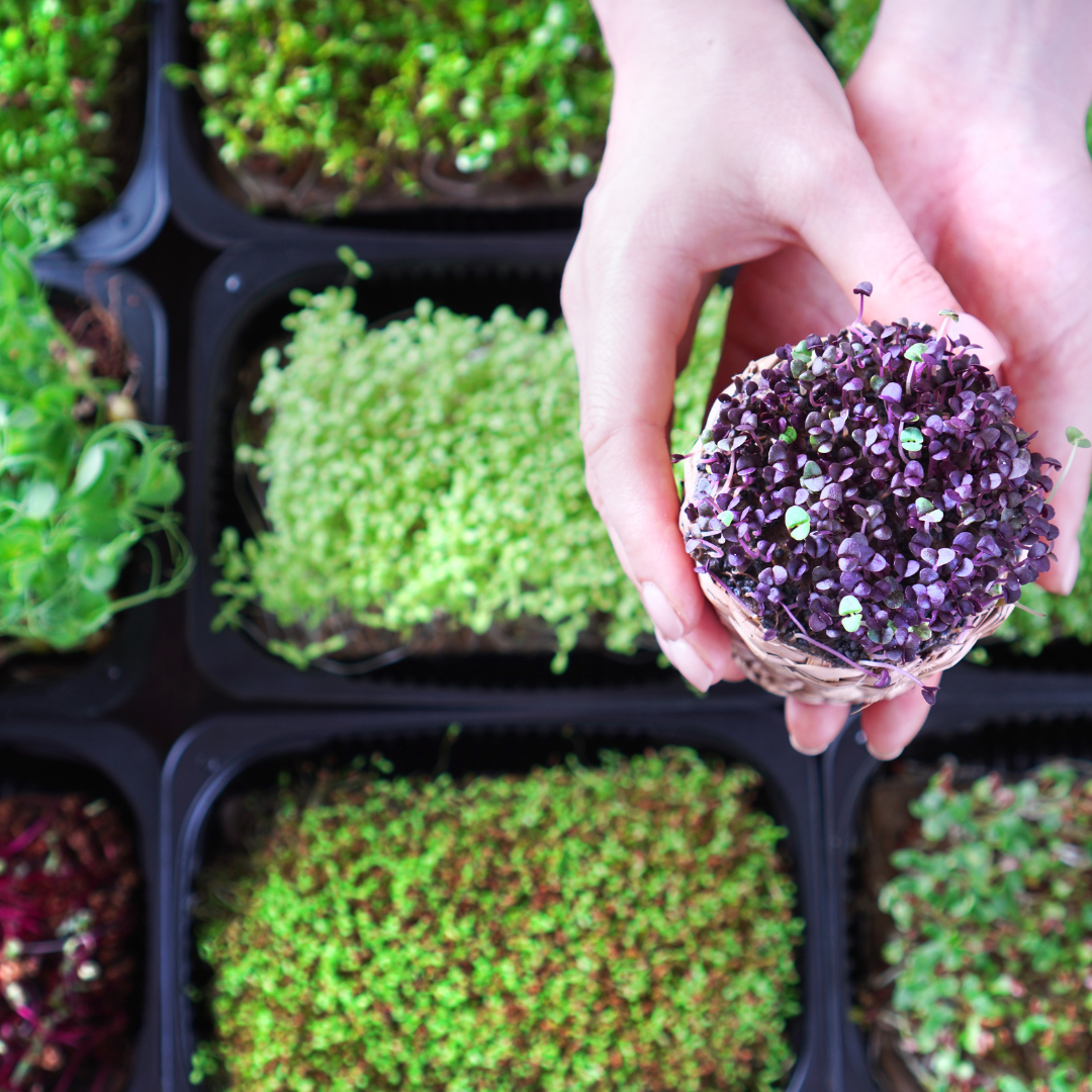 Groddar, skott och microgreens - en guide till smakrika och näringsrika tillbehör