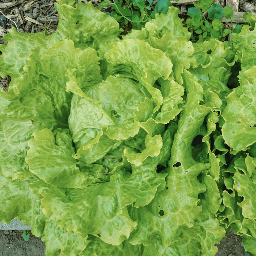 Ekologisk Bativiasallat - Blonde de Paris