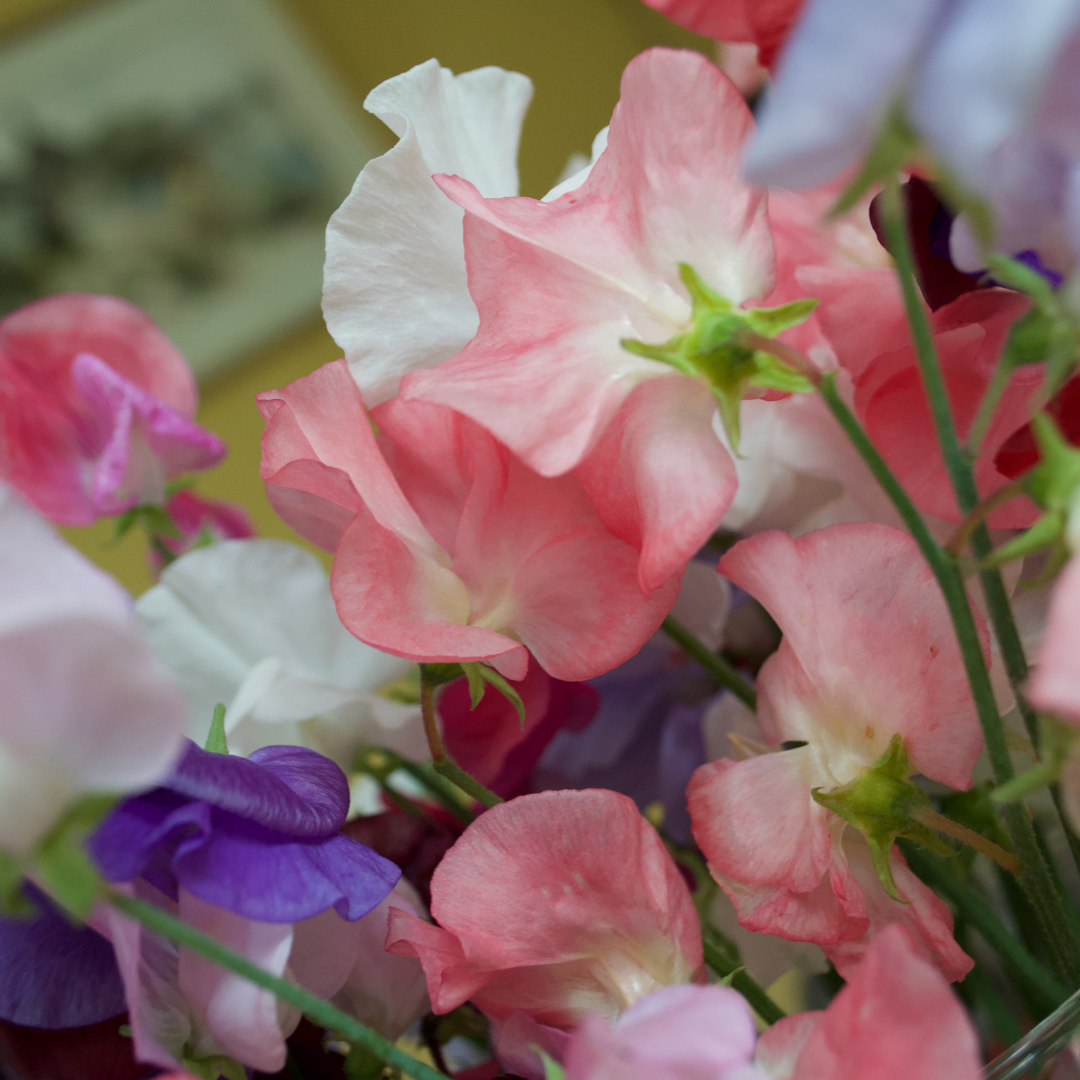 Dvärgluktärt - Little Sweetheart Mix