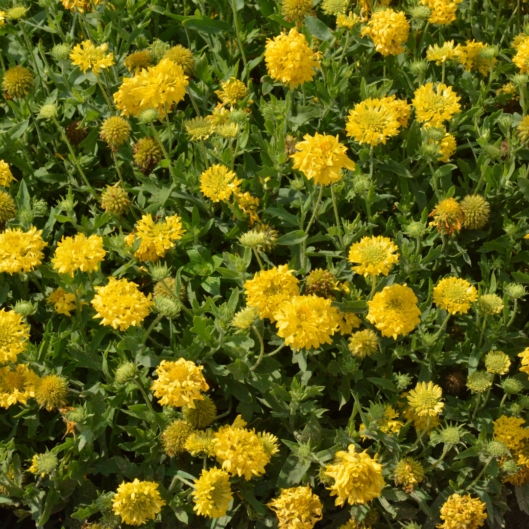 Sommarkokardblomster - Lollipop Gold