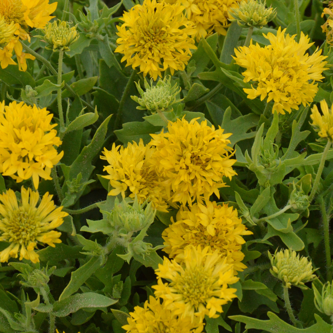 Sommarkokardblomster - Lollipop Gold