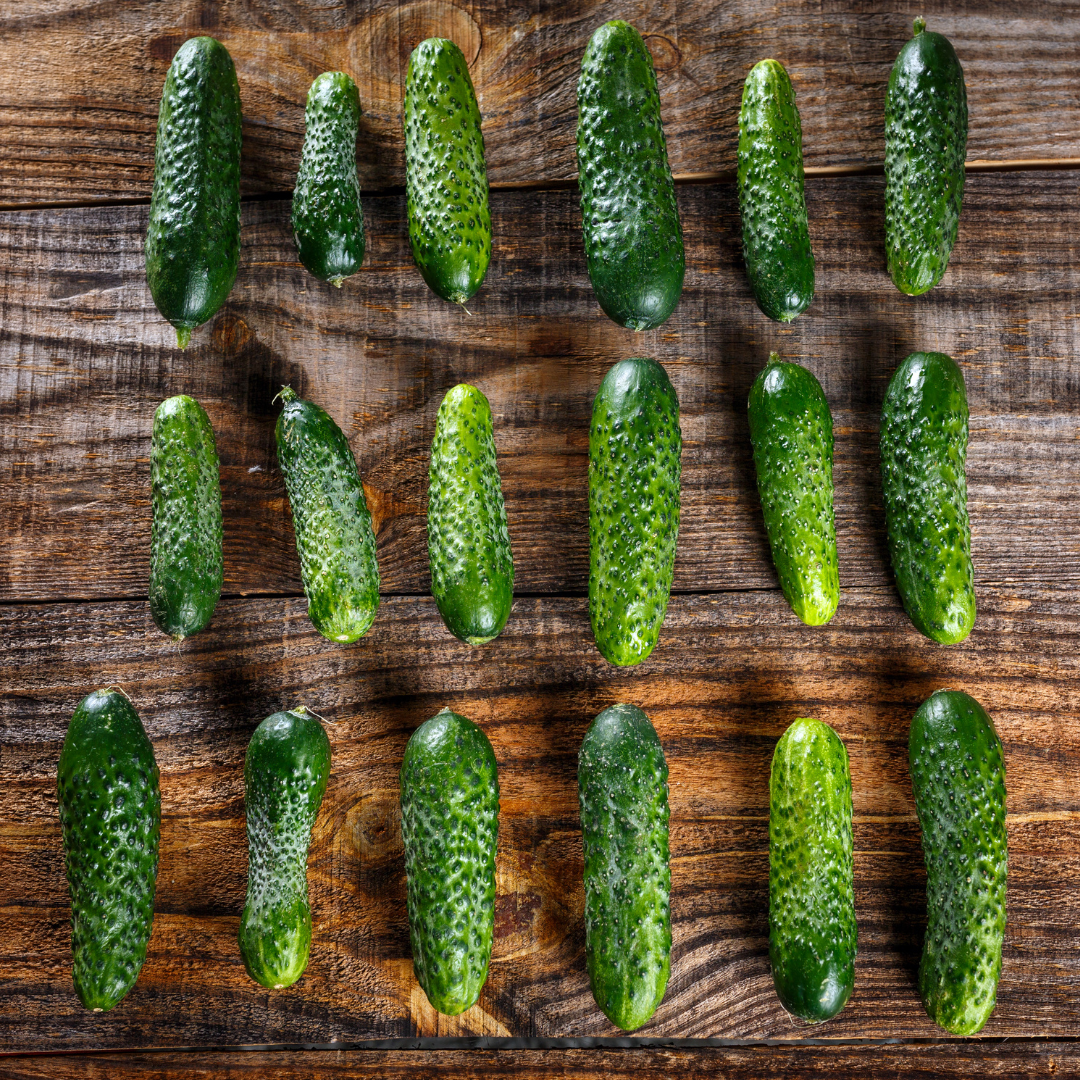 Ekologisk Gurka - Cornichon de Paris - Inläggningsgurka