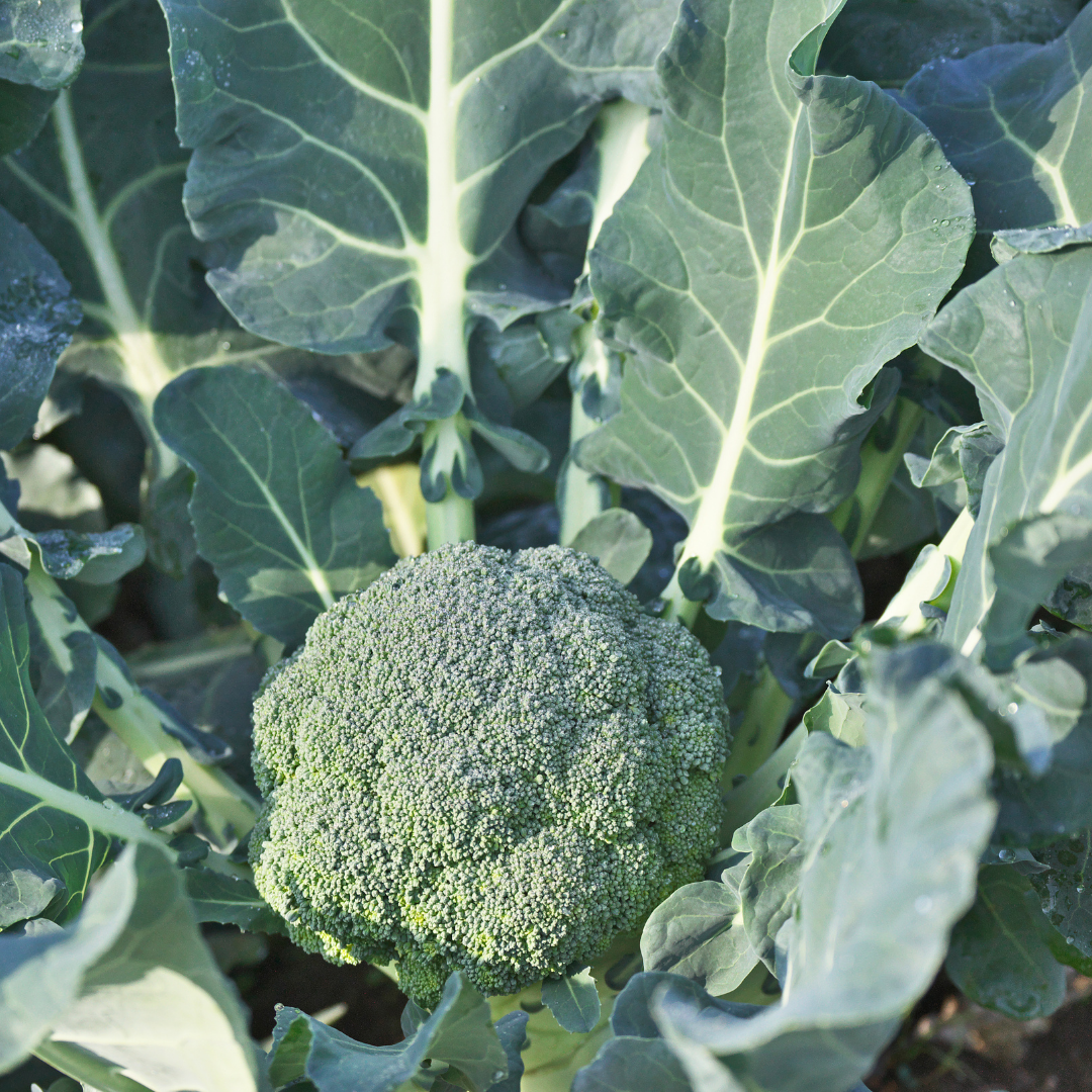 Ekologisk Broccoli - Natalino - Kultursort