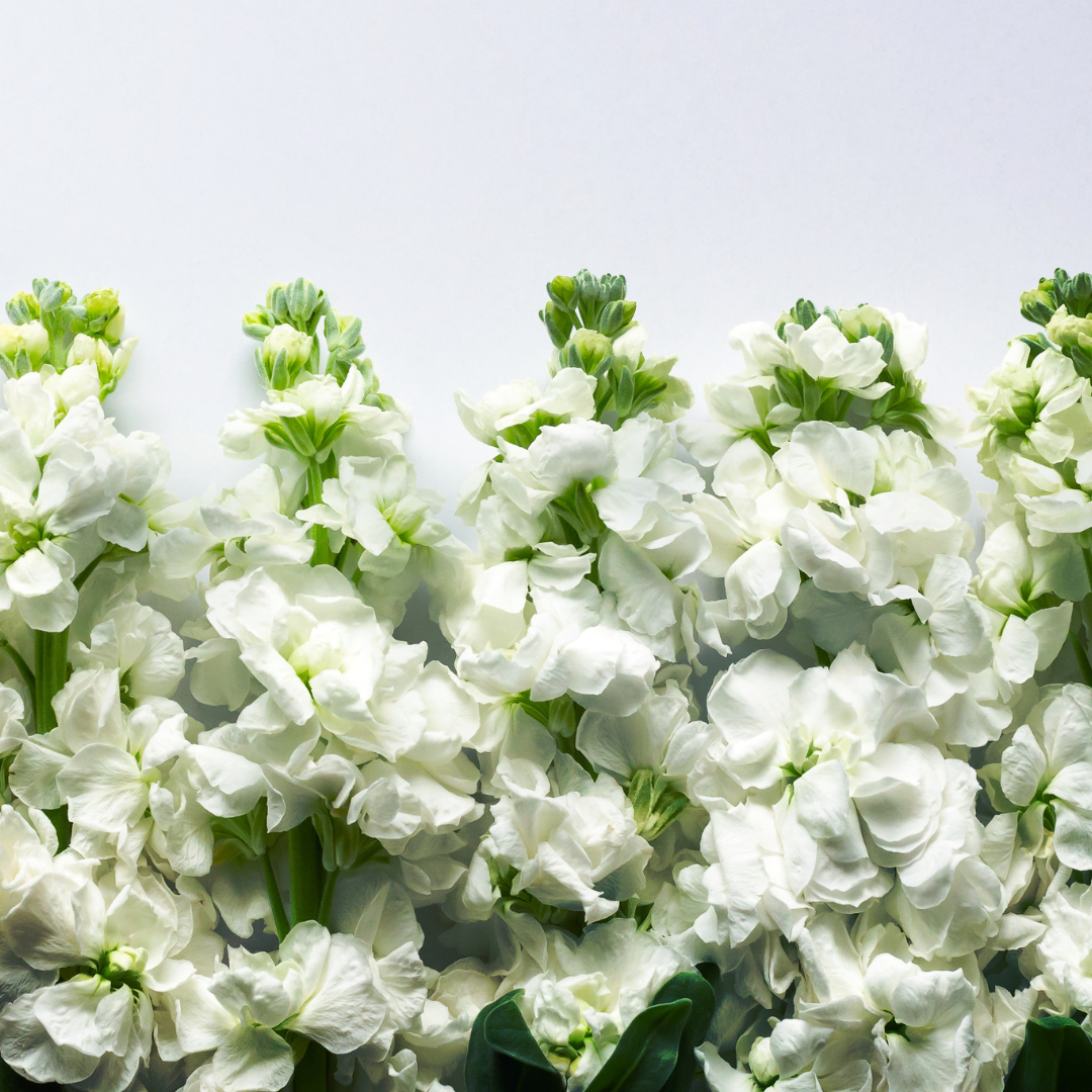 Sommarlövkoja - Avalanche