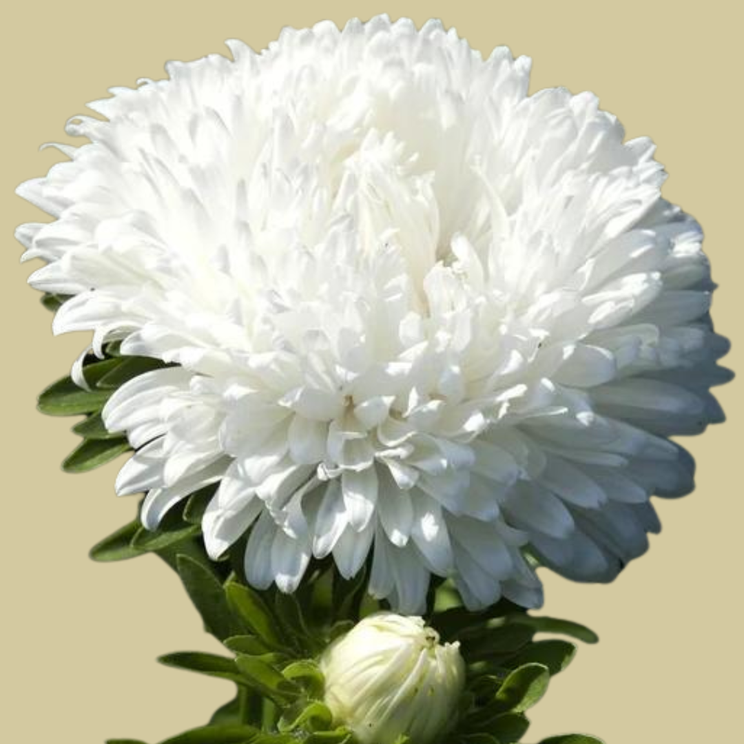 Pionaster - White Flower - Sommaraster