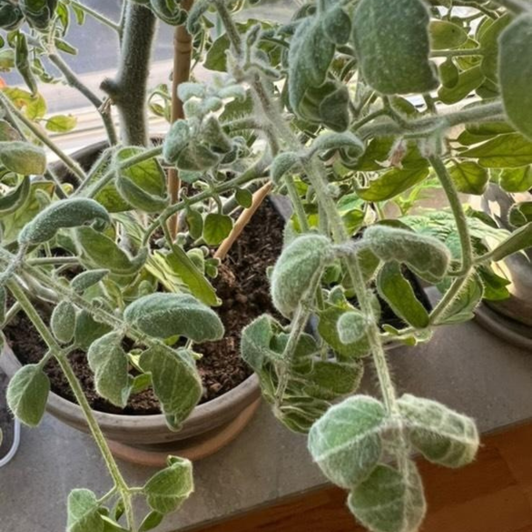 Ekologisk Busktomat - Fuzzy Wuzzy