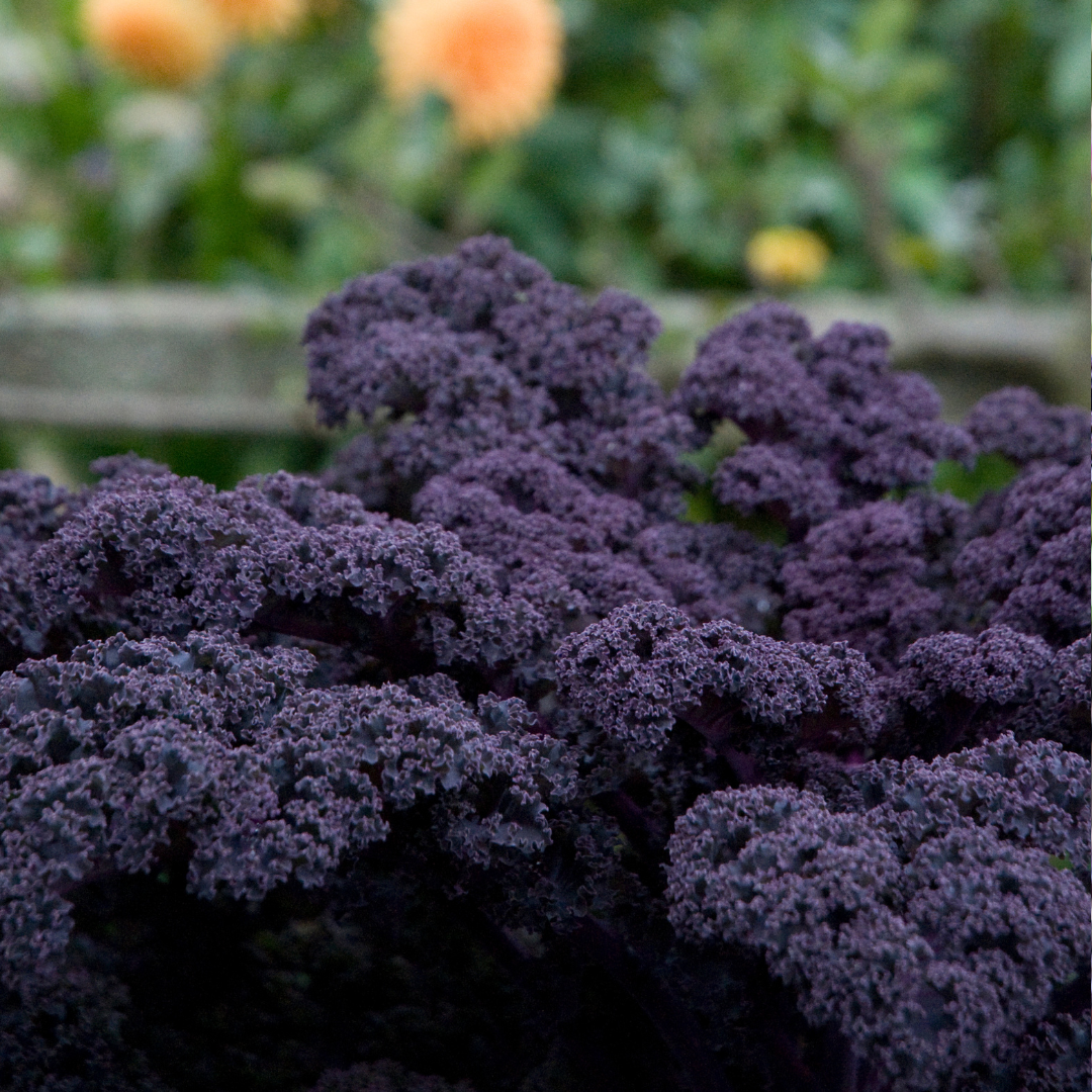 Ekologisk Grönkål - Rosco - Lila Kål