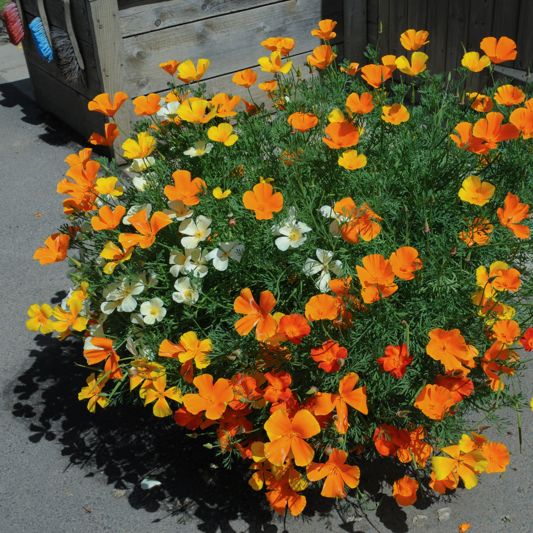 Sömntuta - California Mix