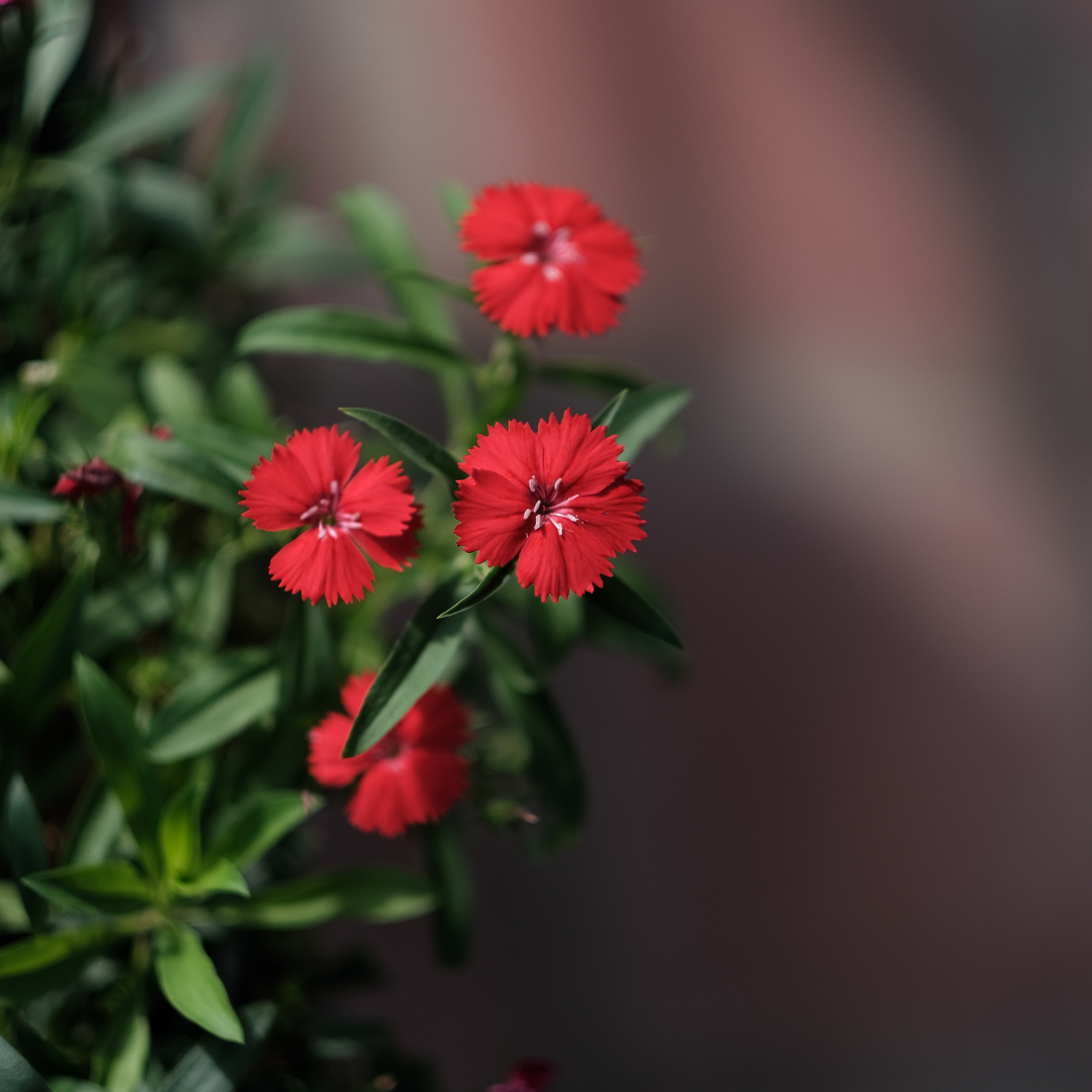 Backnejlika - Flashing Light Scarlet