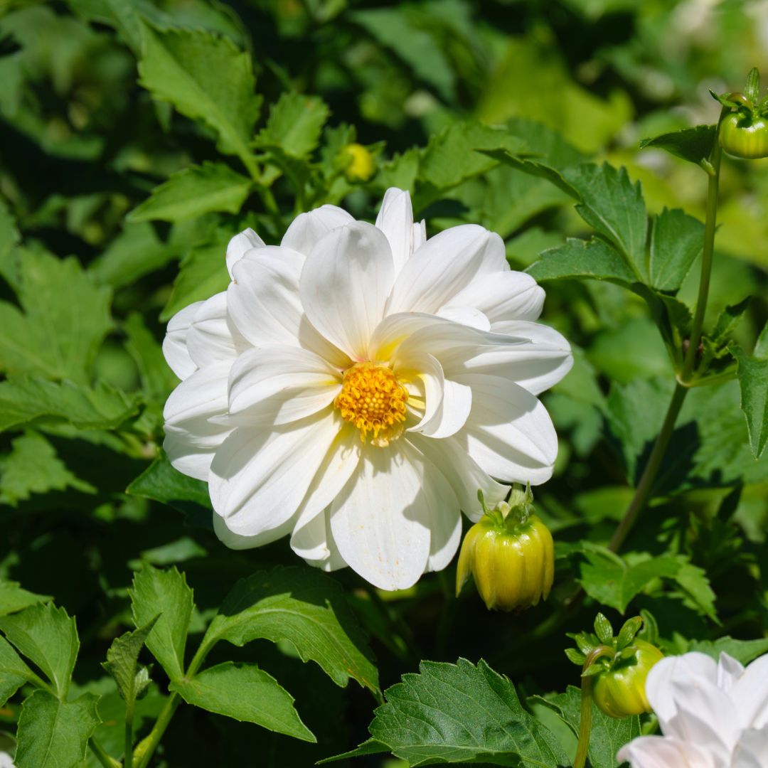Dahlia - Opera White