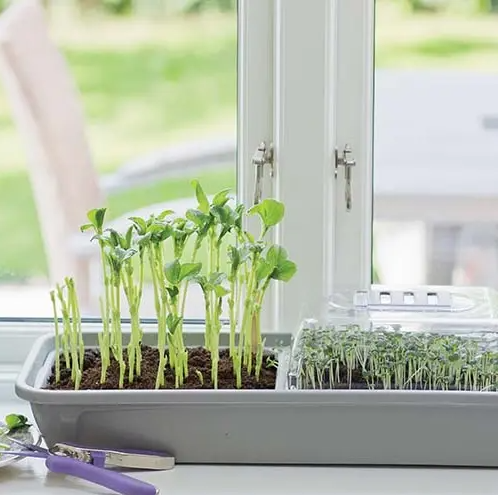 Minidrivhus - Microleaf 3-Box