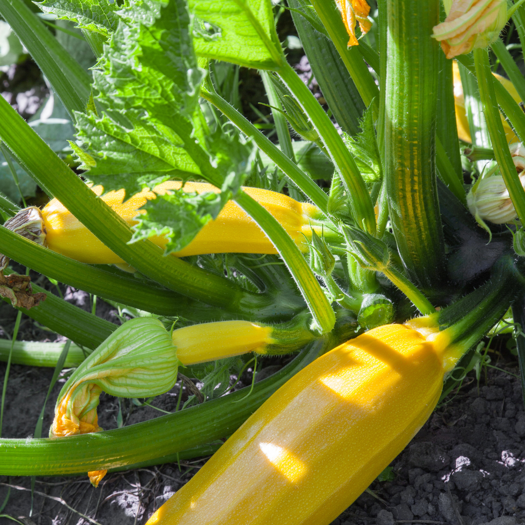 Ekologisk Squash - Solara - Zucchini - 2