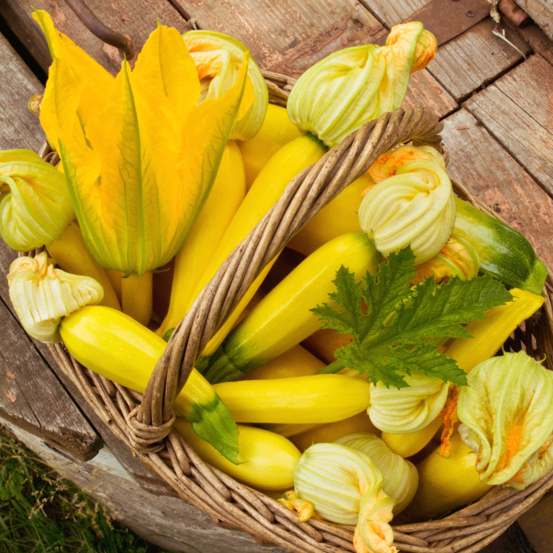 Ekologisk Squash - Solara - Zucchini