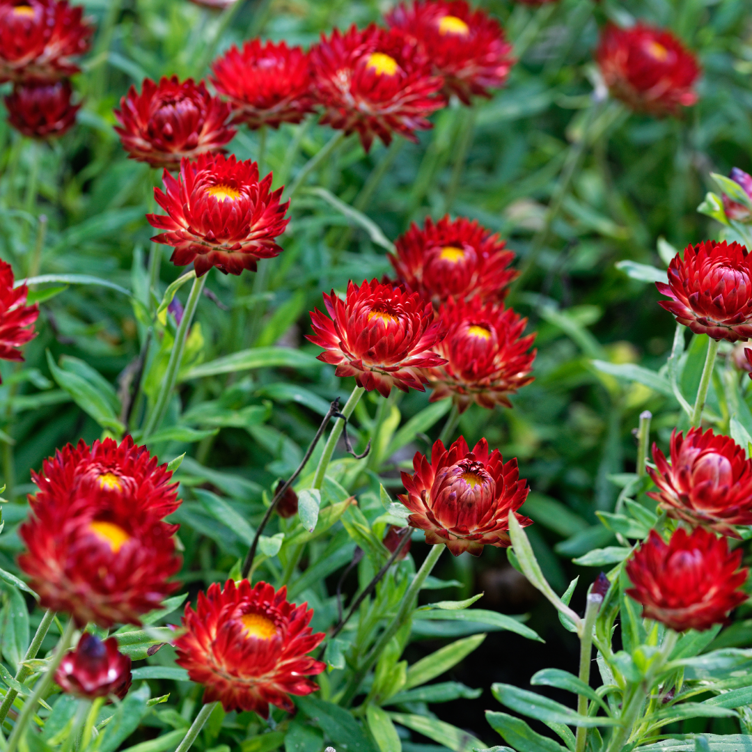 Roseneternell - Red Bonnie