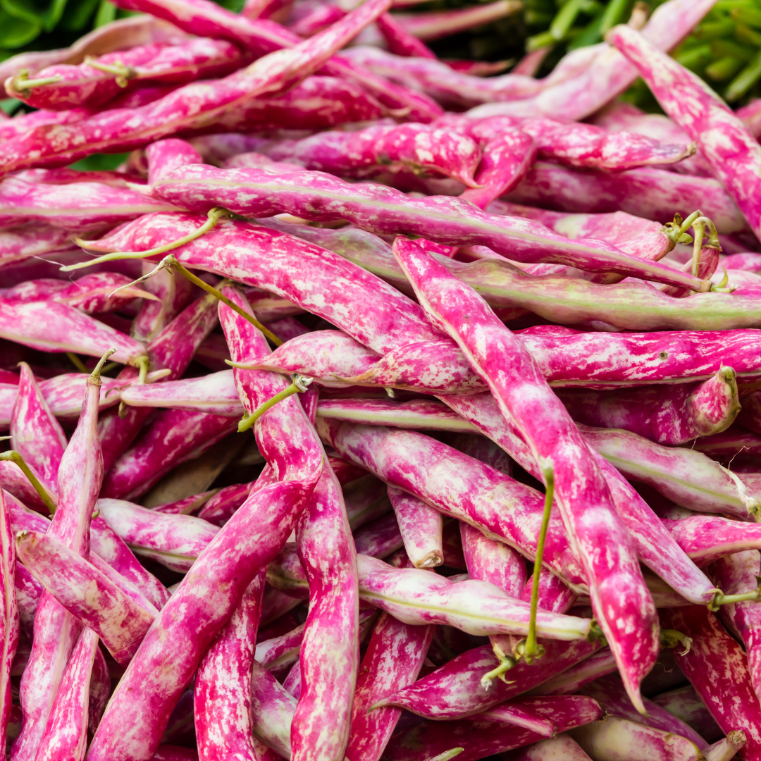 Ekologisk Borlottiböna - Lingua Fuoco 3