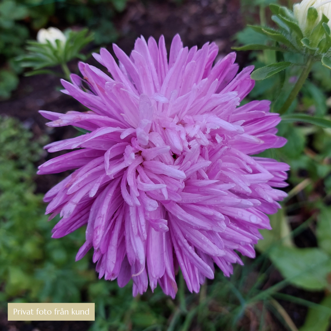 Sommaraster - Tiger Paw Pavlova Purple