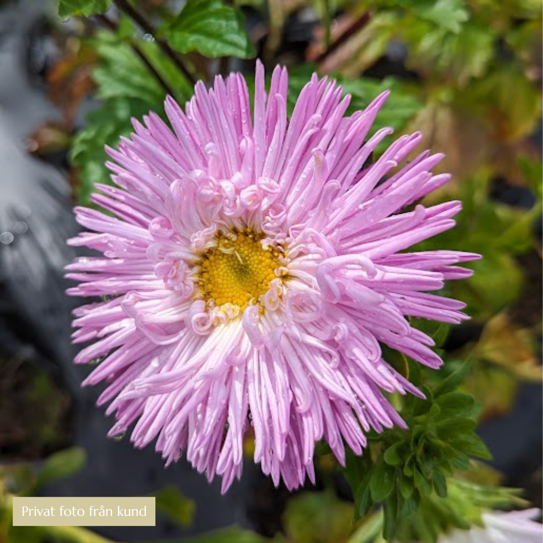 Sommaraster - Tiger Paw Pavlova Purple