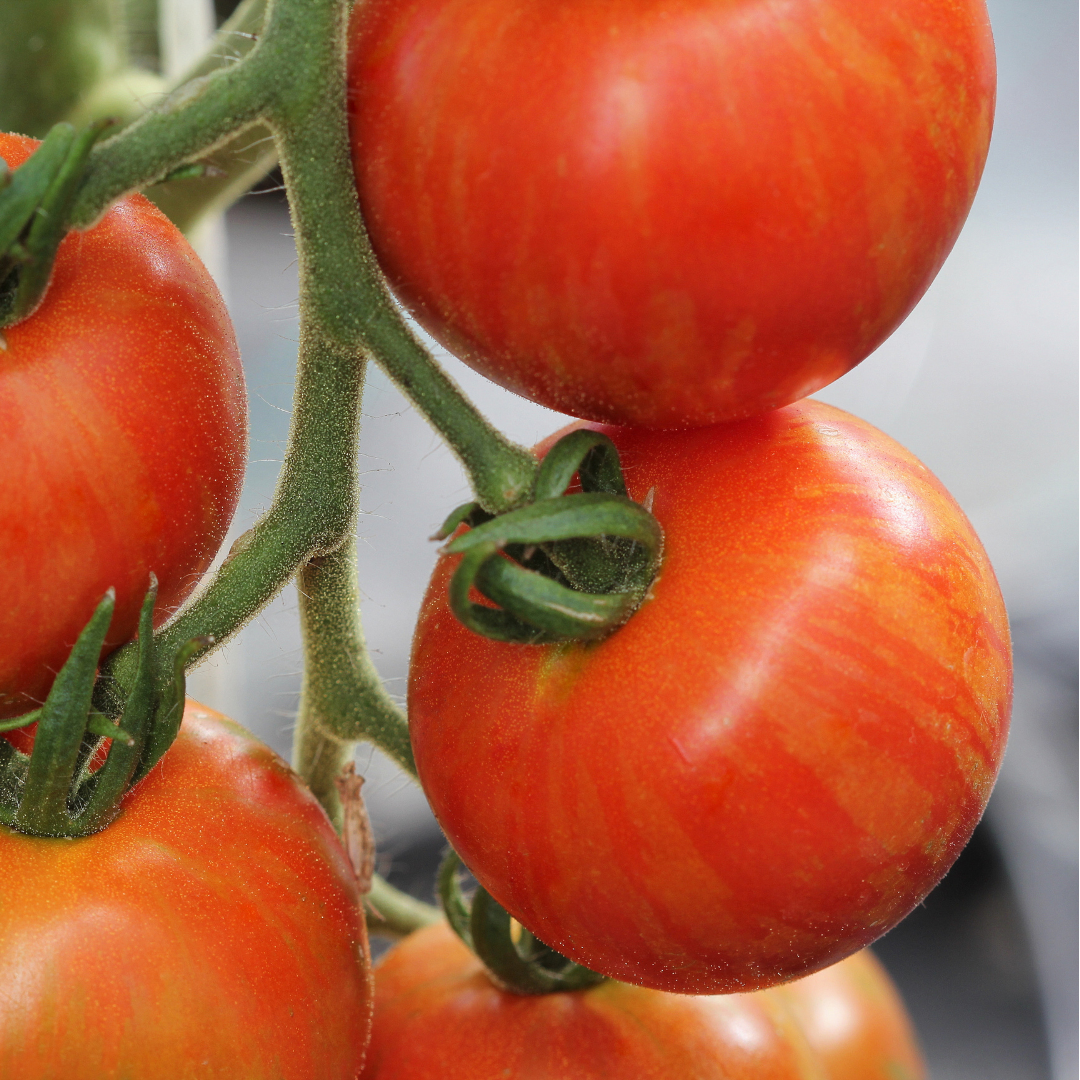 Tomat - Tigerella - Kultursort