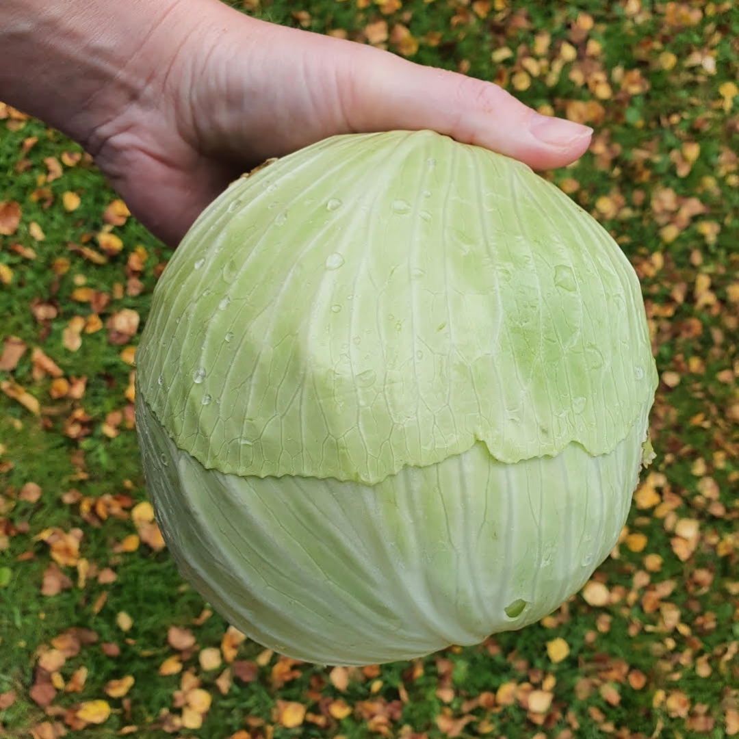 Vitkål - Golden Acre Primo