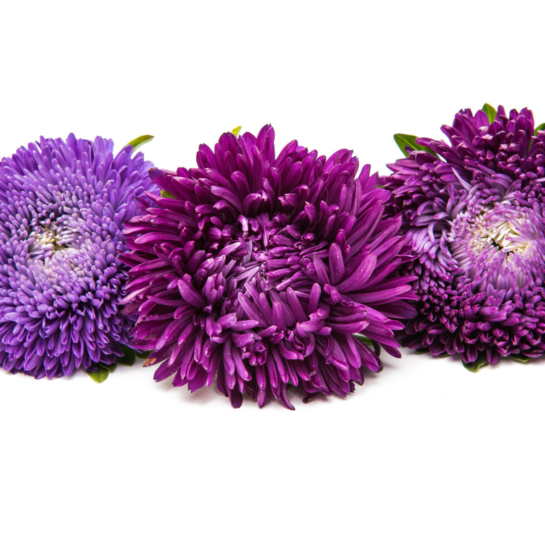 Sommaraster - Ostrich Demon