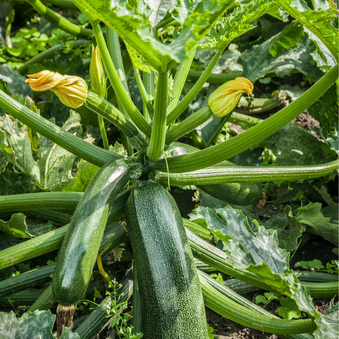 Ekologisk Squash - Zuboda