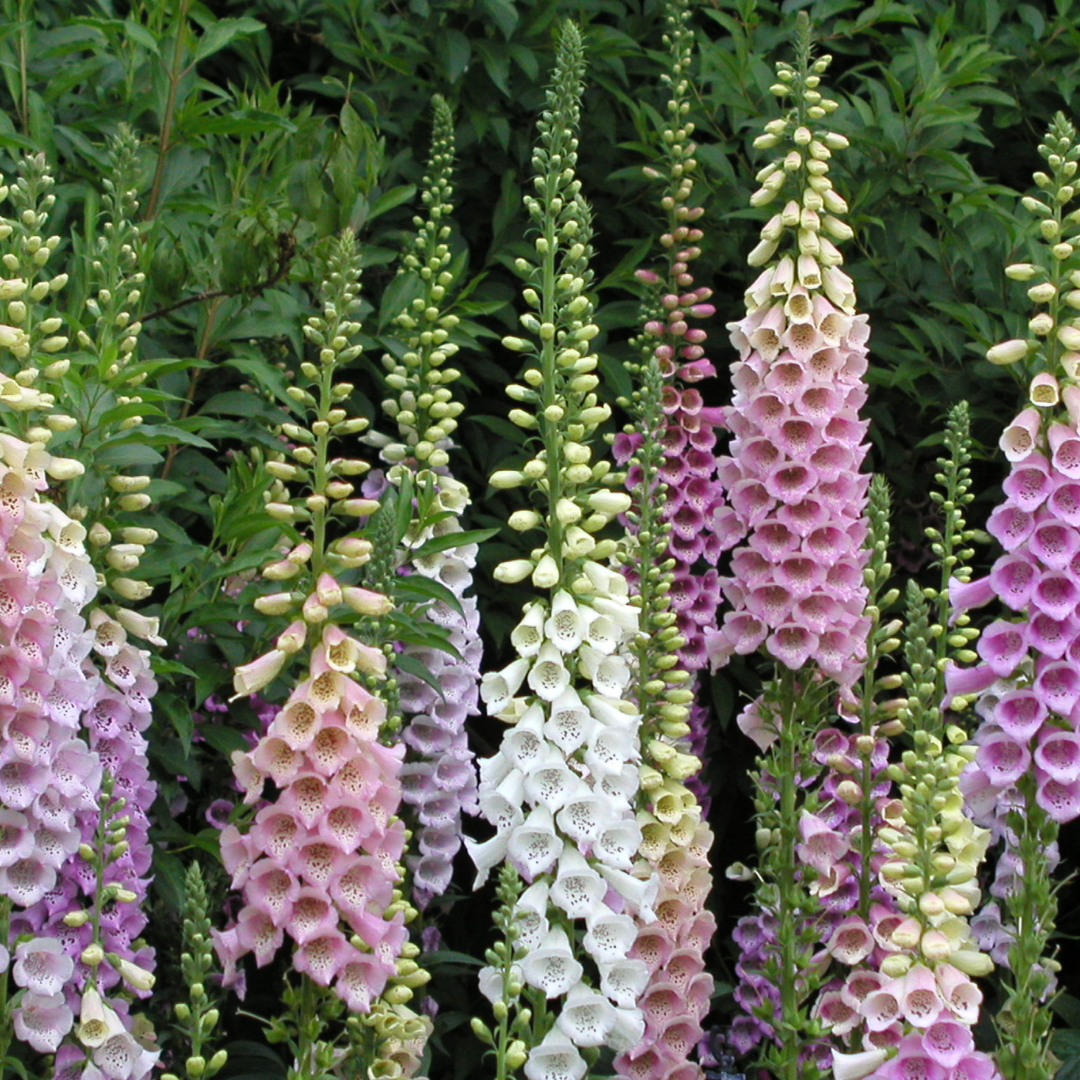 Fingerborgsblomma - Soft Colour Mix