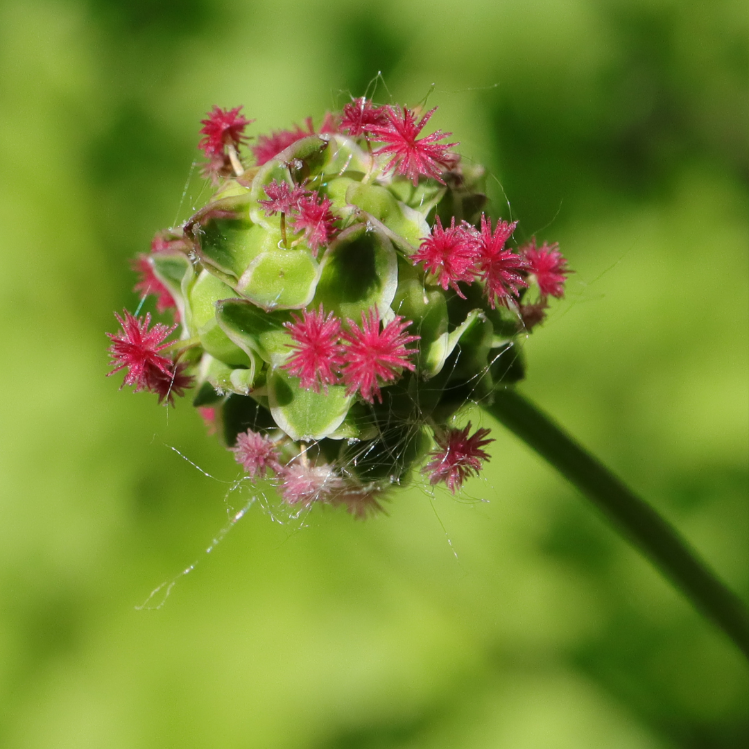 Pimpinell - Salad Burnet