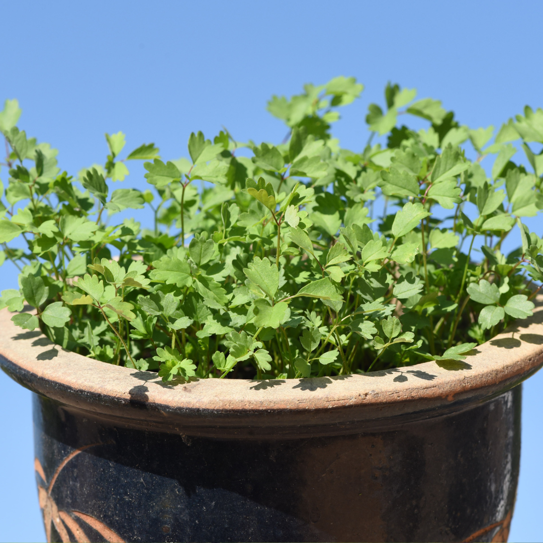 Pimpinell - Salad Burnet