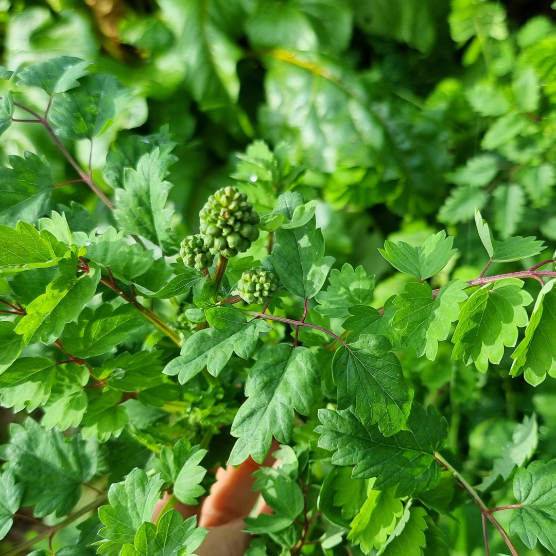 Pimpinell - Salad Burnet - 3