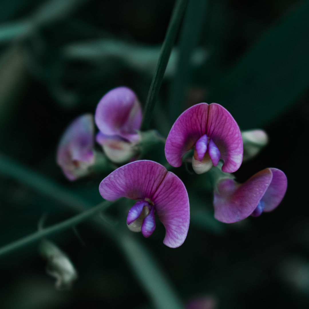 Luktärt - Cuthbertson Jessie