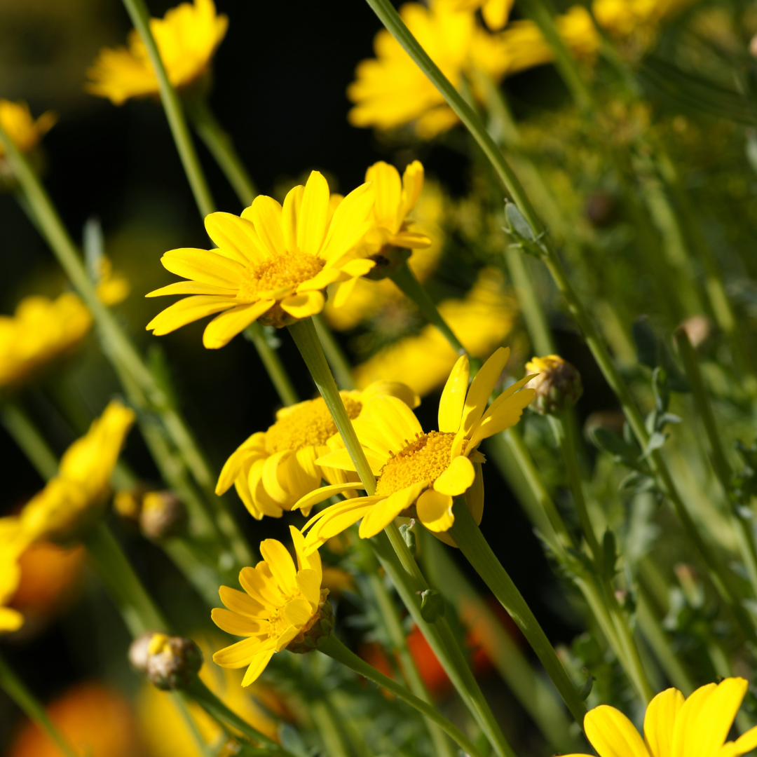 Färgkulla - Vildform