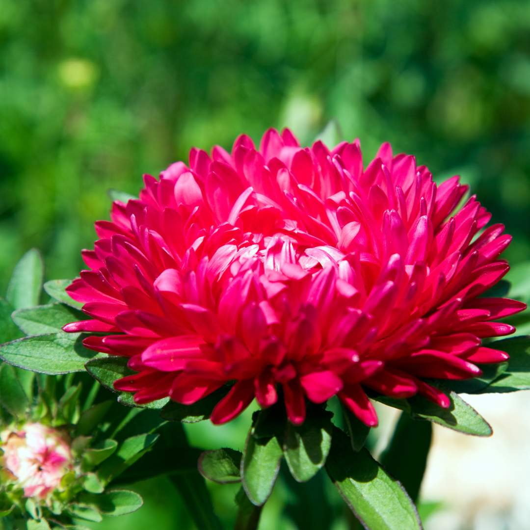 Sommaraster - Apollonia Carmine