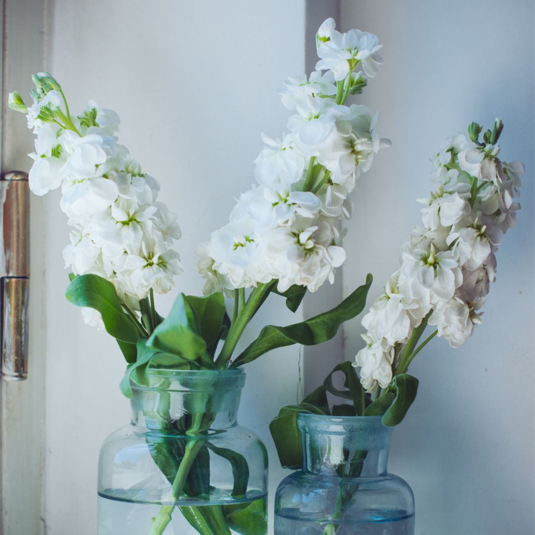 Sommarlövkoja - White Christmas