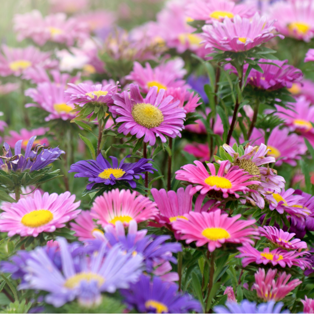 Sommaraster - Regnbågsmix