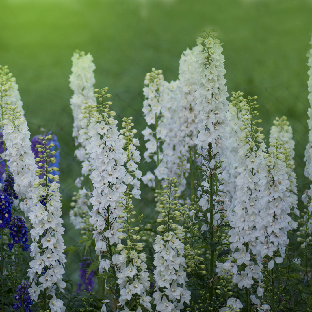 Romersk Riddarsporre - White King