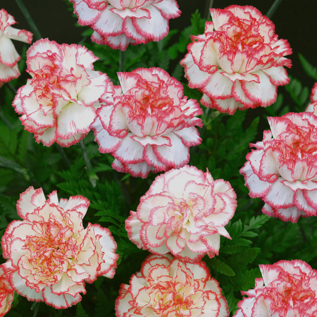 Trädgårdsnejlika - Chabaud Benigna