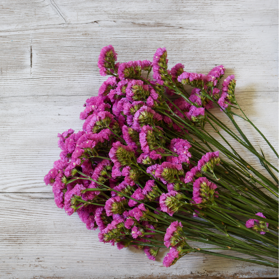 Blårisp - American Beauty