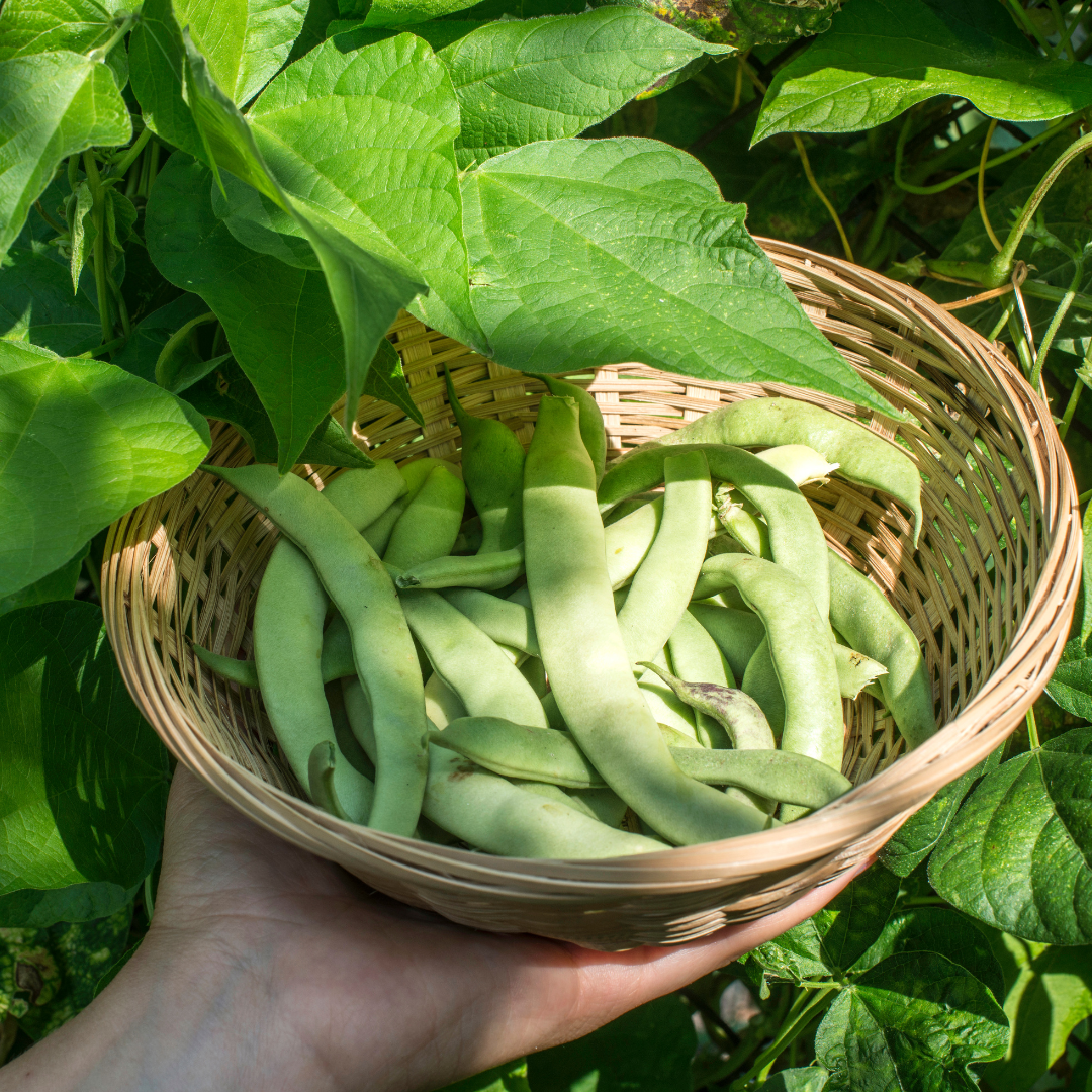 Ekologisk Störskärböna - Helda