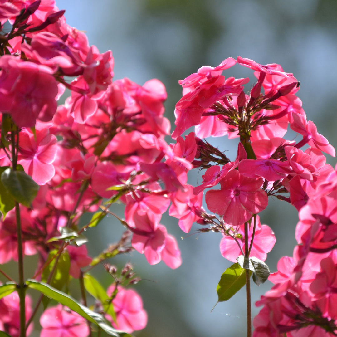 Sommarflox - Beauty Salmon